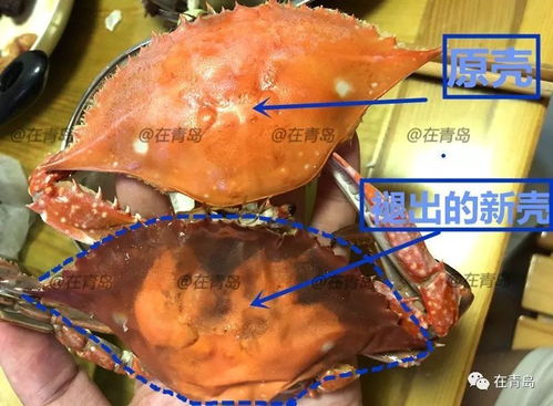你需要收藏的挑螃蟹攻略 從市場到餐桌的選蟹秘籍